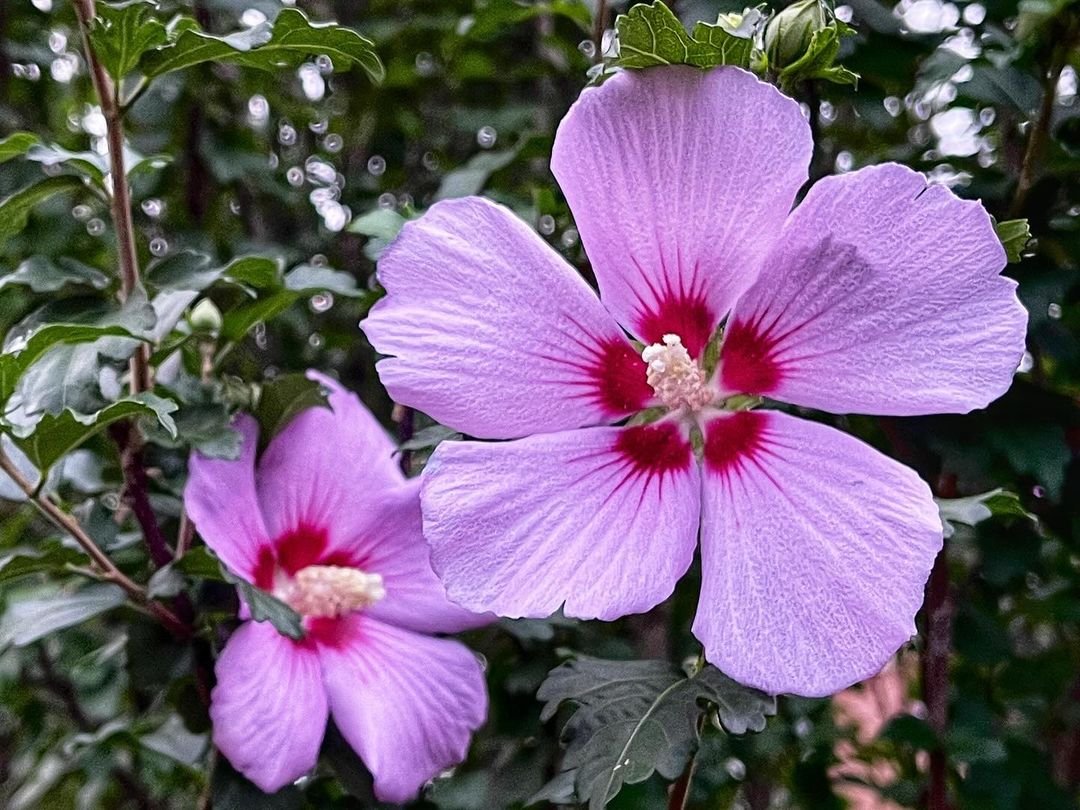 Two purple Rose of Sharon flowers blooming in bush.