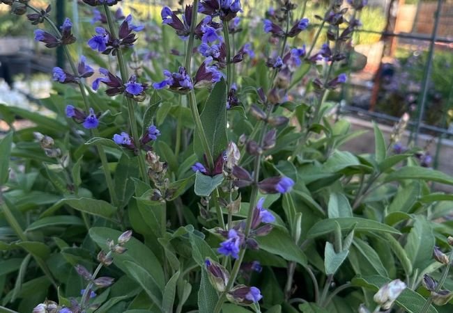 Sage Plant: Comprehensive Guide to Growing Salvia officinal