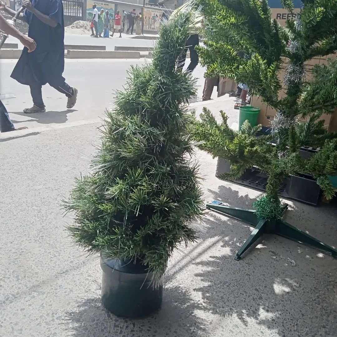 Christmas trees for sale in Lagos, featuring Scotch Pine trees.