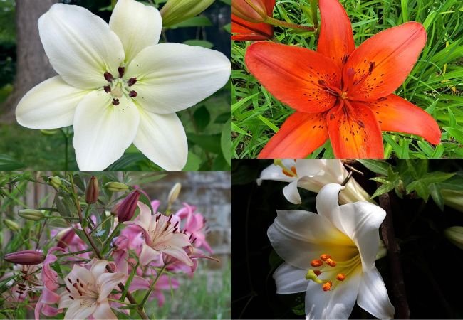 Asiatic, Oriental, Trumpet, and Daylily. Learn about selecting the right lily varieties.