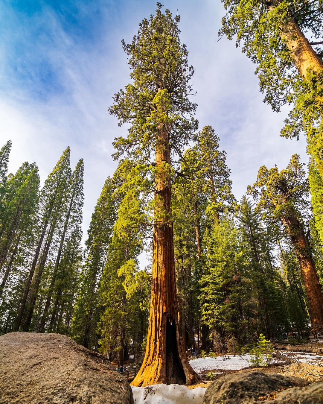 Majestic Sequoia tree standing tall in the forest, symbolizing strength and resilience.