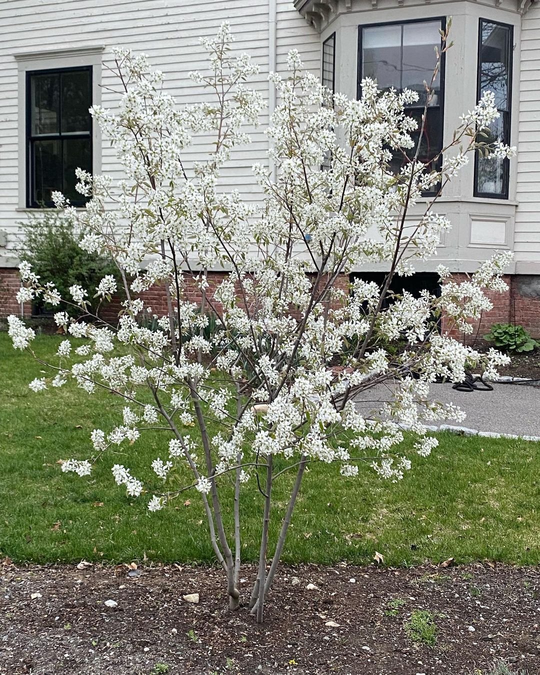 Serviceberry tree with white blossoms in spring, green leaves in summer, red berries in fall, and bare branches in winter.