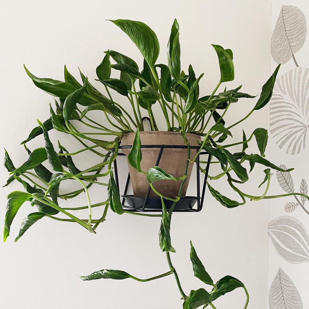  Image of a Shangri La Pothos plant suspended from a wall in a metal cage.