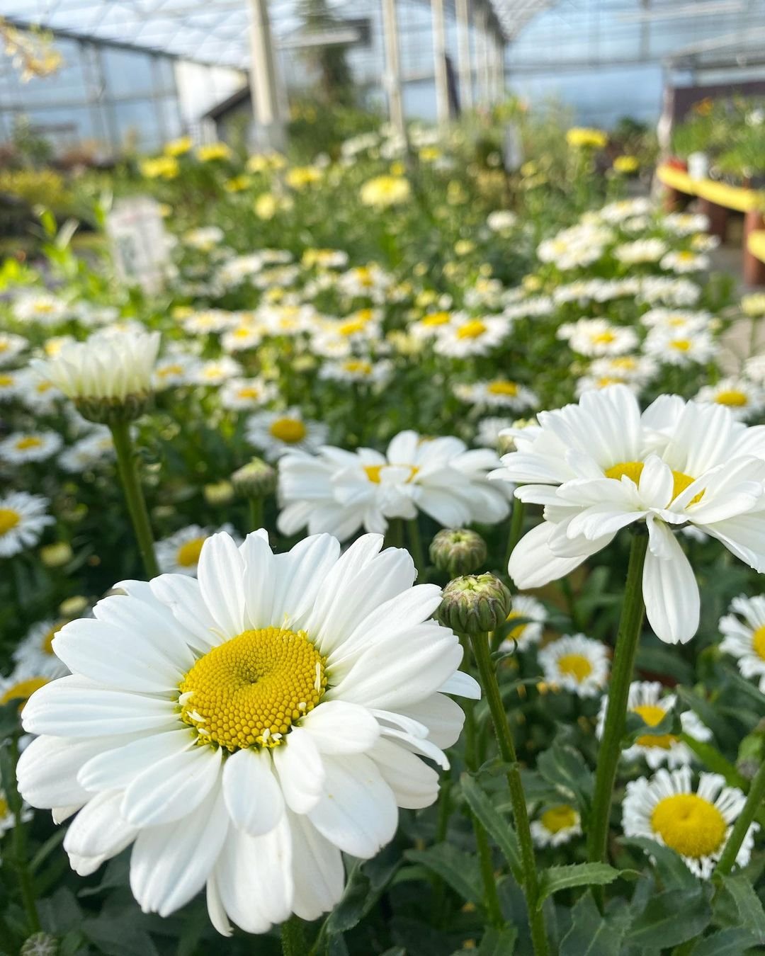 Shasta Daisy (Leucanthemum x superbum): A beautiful white flower with yellow center, commonly known as Shasta Daisy.

