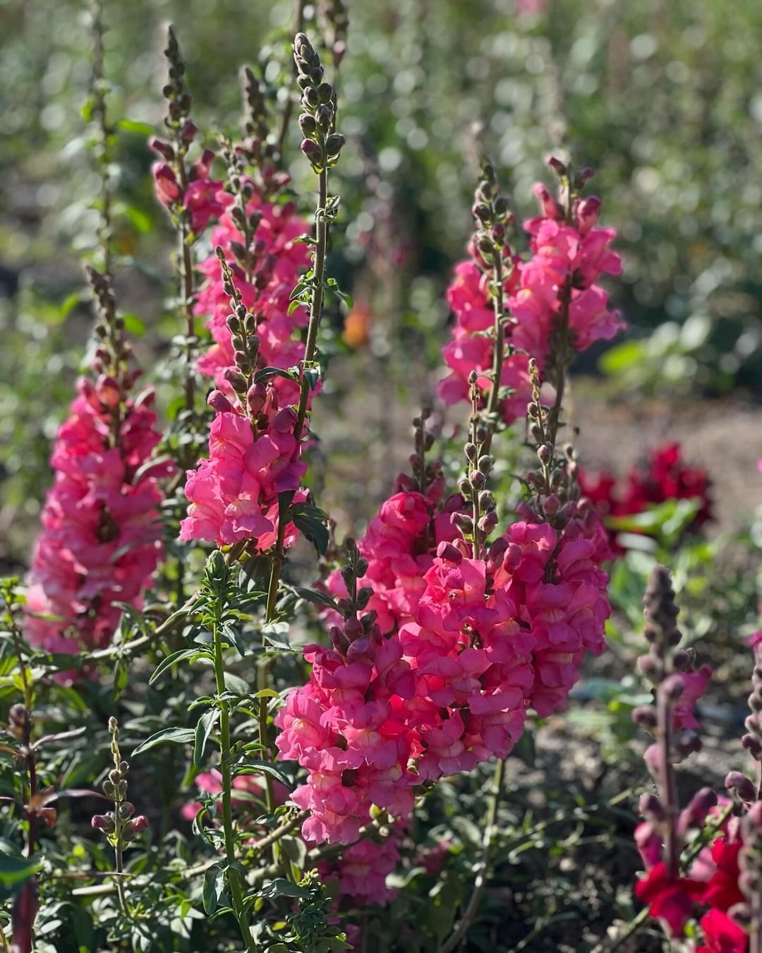 A vibrant field of pink Snapdragon flowers blooming in a picturesque field.