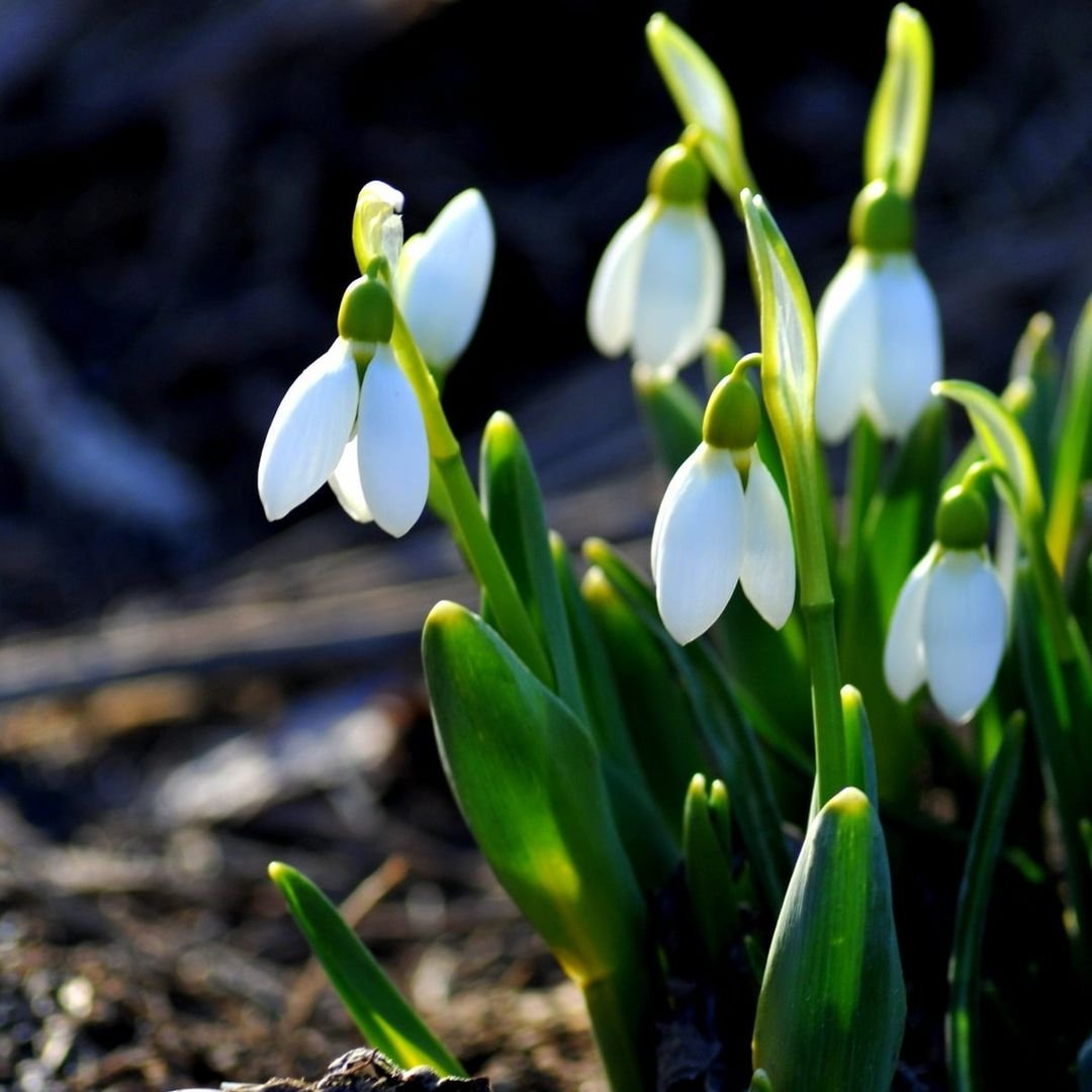 Snowdrop (Galanthus): A small white flower with delicate petals and a green stem, symbolizing hope and the arrival of spring.

