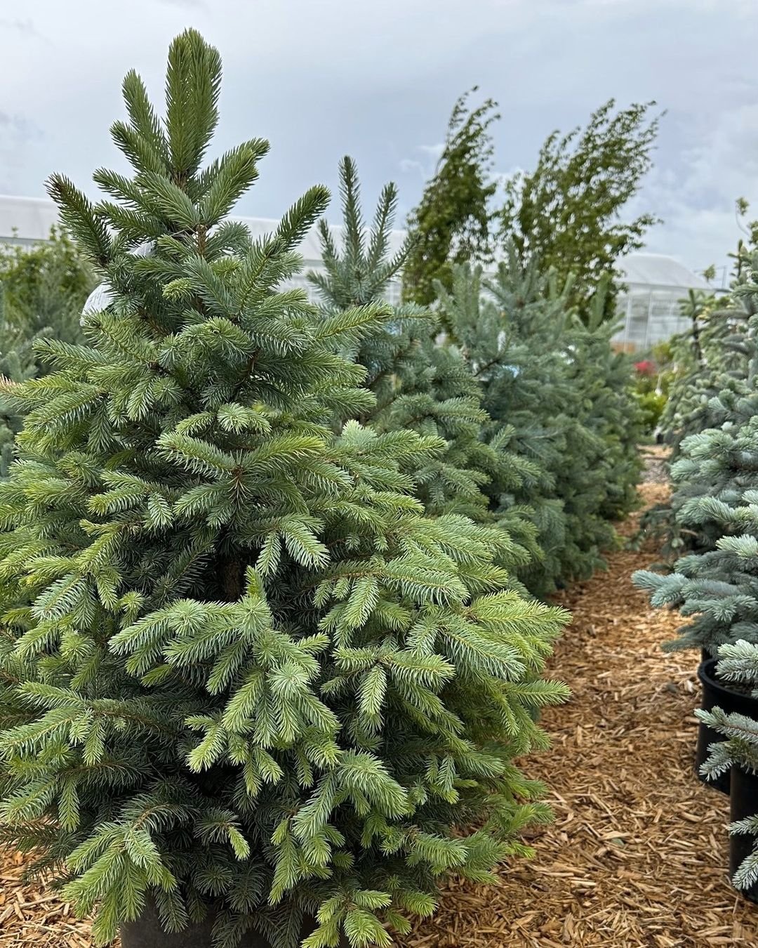 Spruce: The Evergreen Icon - A tall, majestic evergreen tree with dense foliage and a conical shape.


