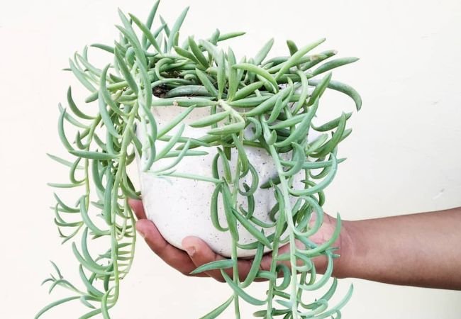 5 Stunning Plants Similar to String of Pearls for Your Collection