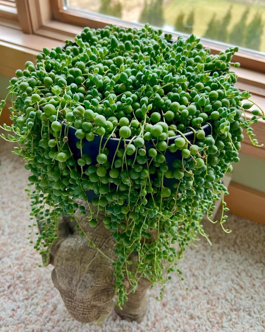 Vibrant String of Pearls plant displayed on table.