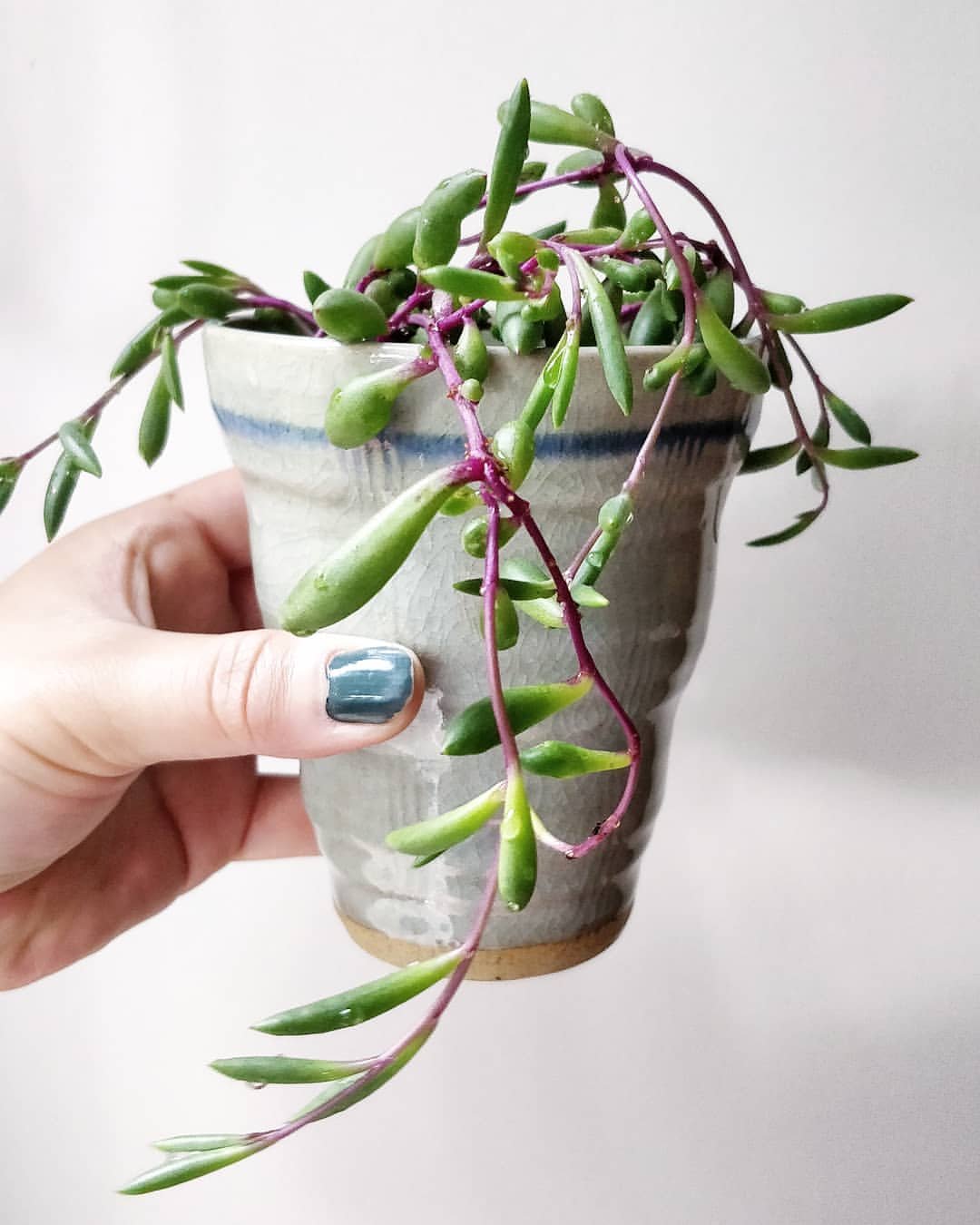 A person gently holds a small plant in a pot. The plant is a String of Pickles (Senecio rowleyanus 'Bean Pickleplant').

