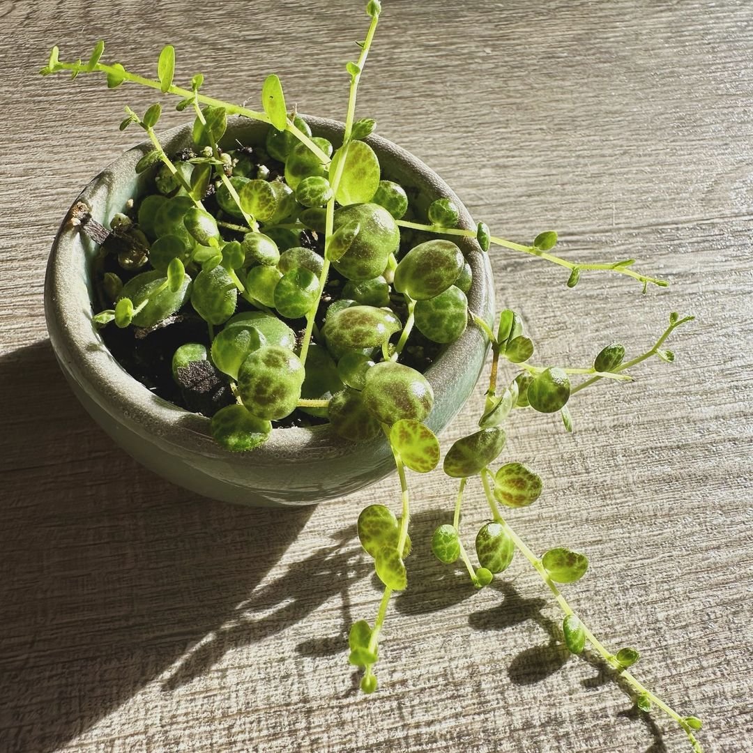 A String of Turtles, a small plant in a bowl on a table.