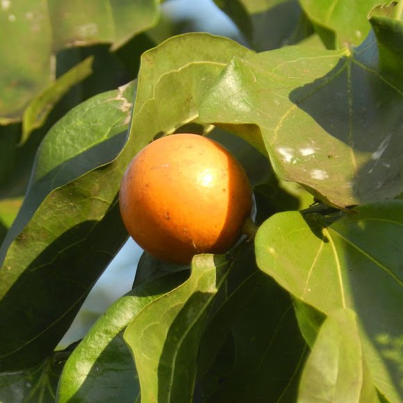 A Strychnine Tree (Strychnos nux-vomica) bearing numerous orange fruits.