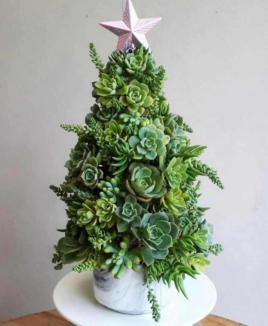 A festive succulent tree adorned with various types of succulent plants, creating a unique and eco-friendly Christmas decoration.

