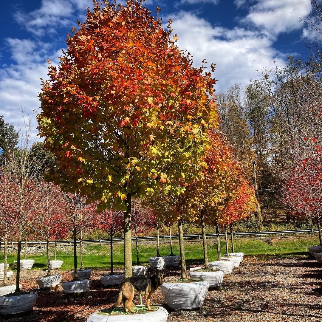 Sugar Maple: A vibrant autumn symbol with sweet, maple-scented leaves in shades of red, orange, and yellow.

