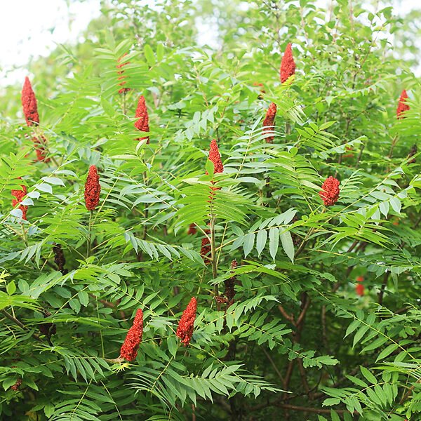 A vibrant bush adorned with red flowers, showcasing the beauty of Sumac: The Colorful Colonizer.