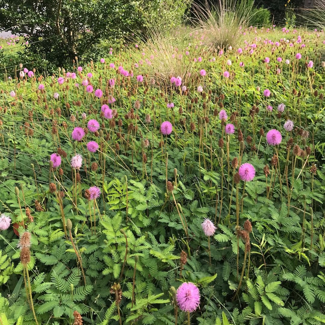 Pink flowers blooming amidst a lush green field, featuring Sunshine Mimosa ground cover plants.