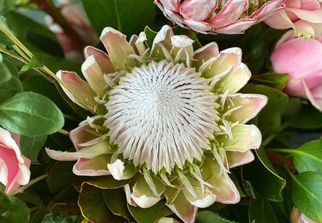 The Beginner’s Guide to Growing Beautiful Proteas