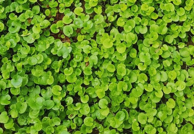 The Low-Maintenance Guide to Growing Dichondra Lawns