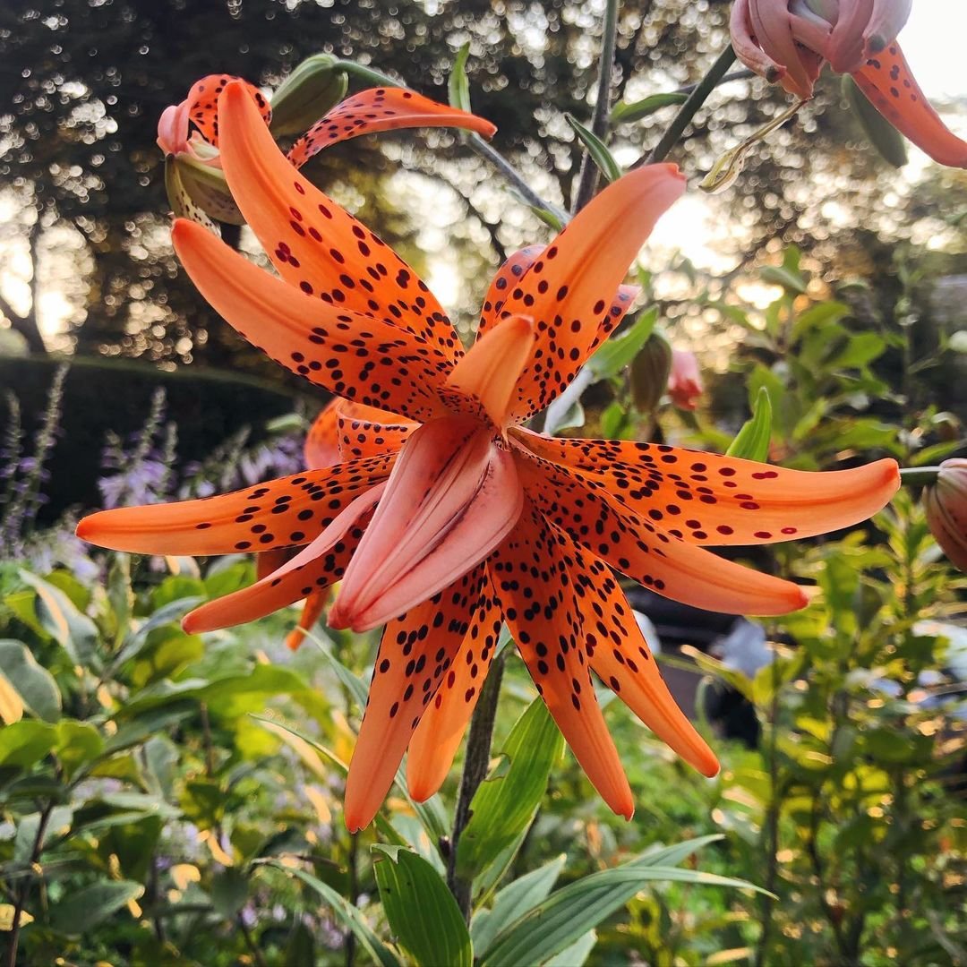 Orange Tiger Lily flower with dark spots on petals, green stem and leaves.