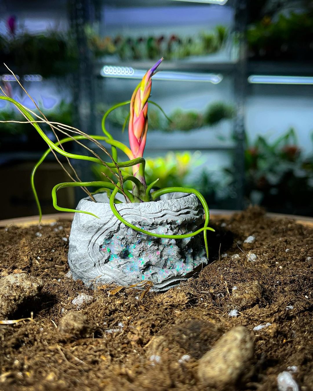 A Tillandsia bulbosa plant in a pot on a dirt floor.