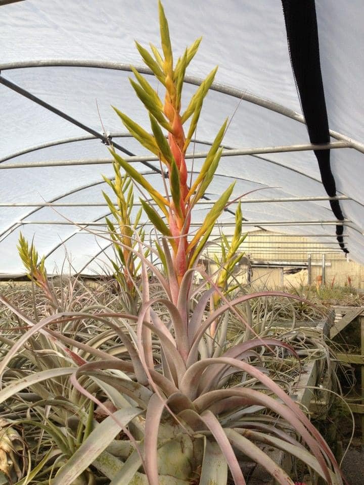 A Tillandsia caput-medusae plant with pink flowers in a greenhouse.