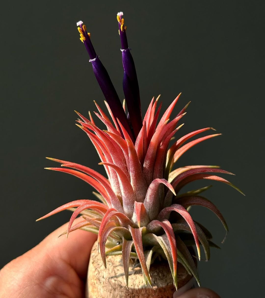 A hand holding a Tillandsia ionantha air plant with purple flowers.