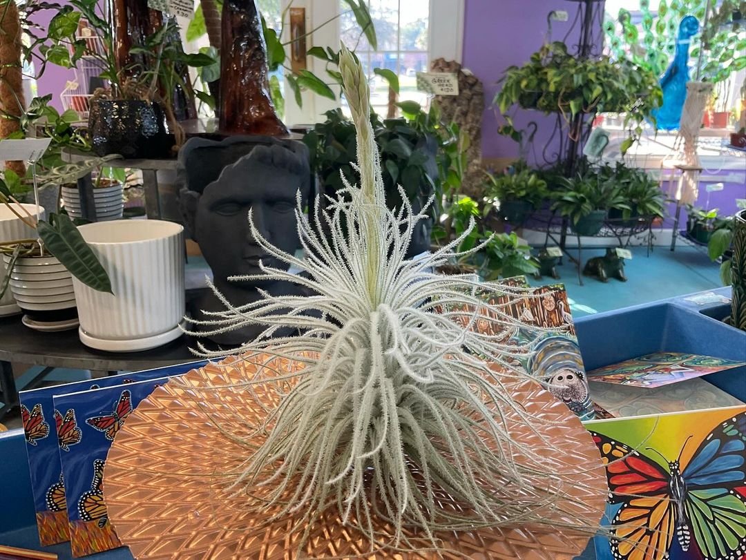 Pot with Tillandsia tectorum air plant on table among books and plants.