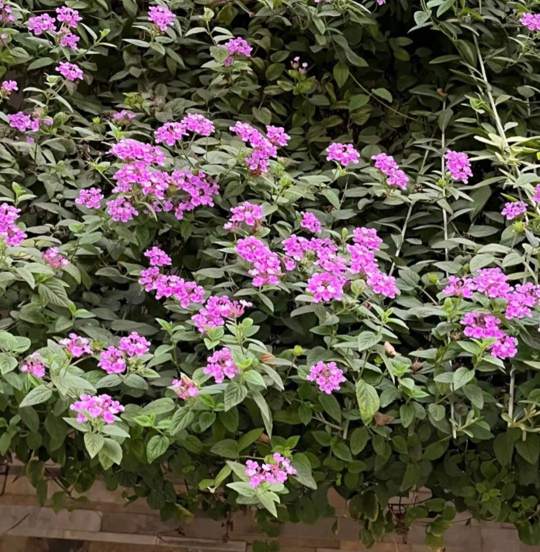 A vibrant wall adorned with purple flowers and lush green leaves, showcasing Trailing Lantana ground cover plants.