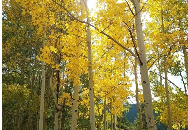 Trees That Start with ‘B’: A Guide to Breathtaking Beauty