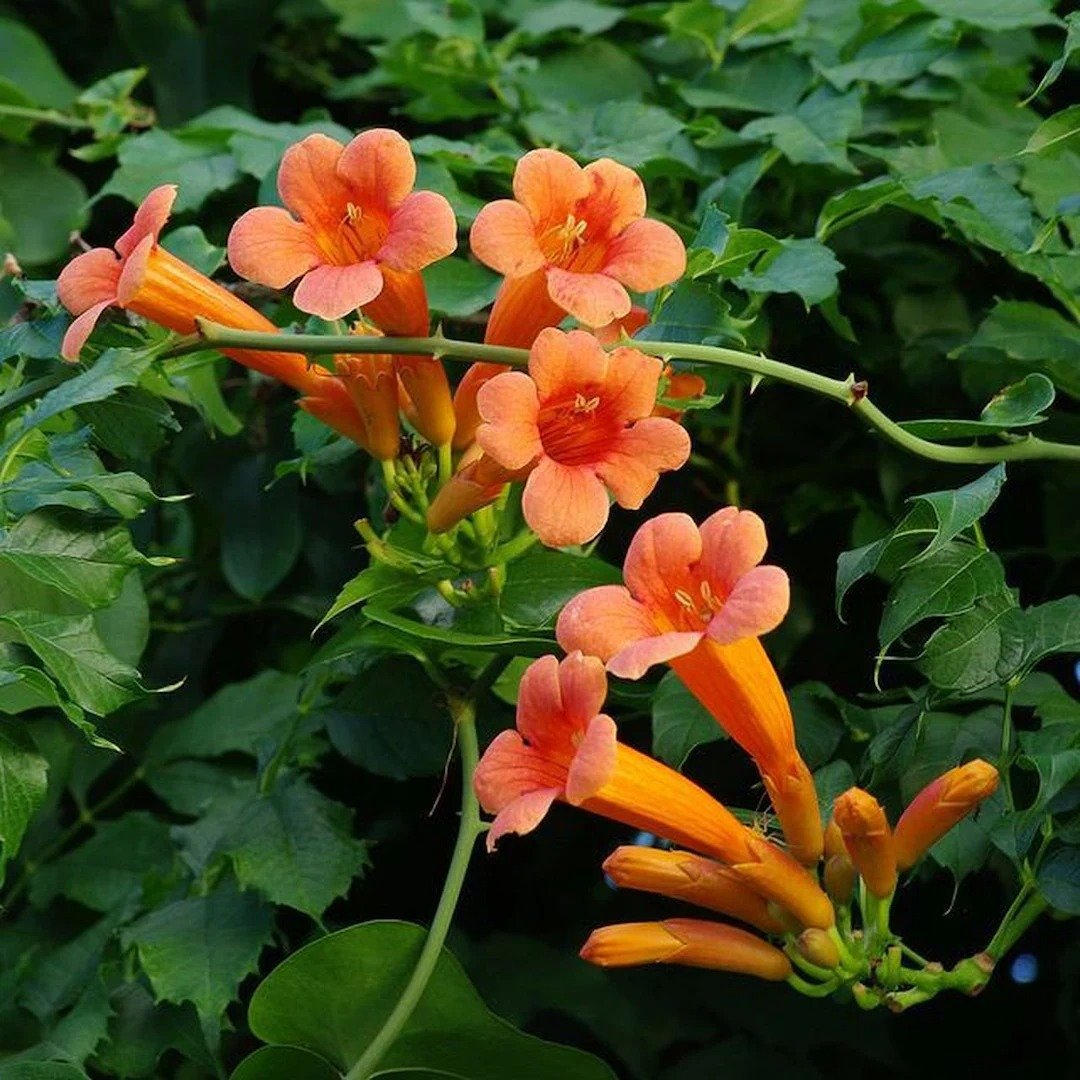 Orange Trumpet Vine (Campsis radicans) with vibrant orange flowers and green leaves.

