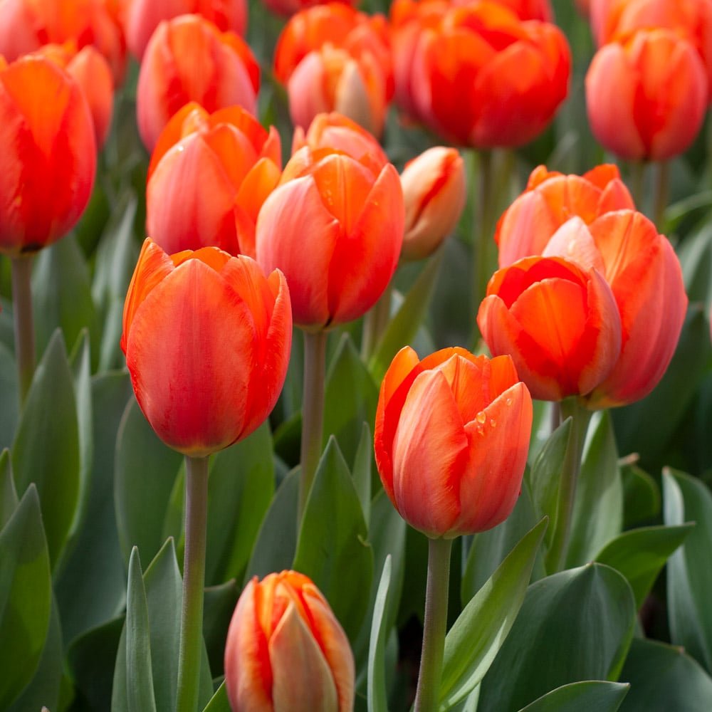  Orange Tulip (Tulipa spp.) with vibrant petals and green leaves in full bloom.