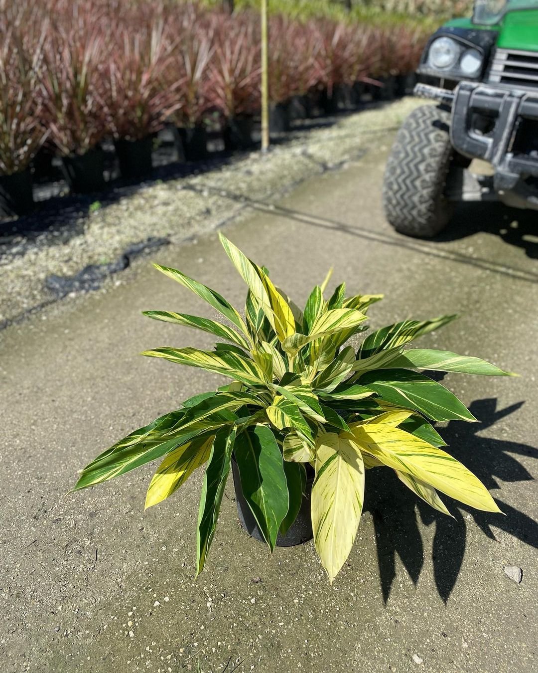 Variegated Shell Ginger potted plant in parking lot with tractor in background.