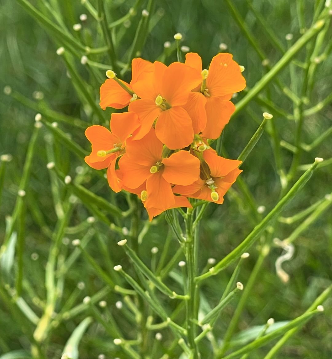 A vibrant orange Wallflower blossom stands tall amidst the lush green grass.

