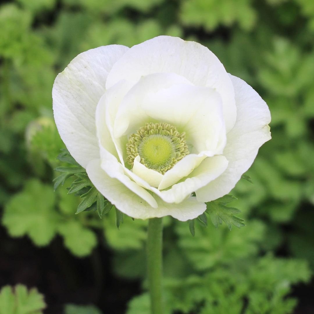 White Anemone (Anemone coronaria) blooming in a garden during spring.