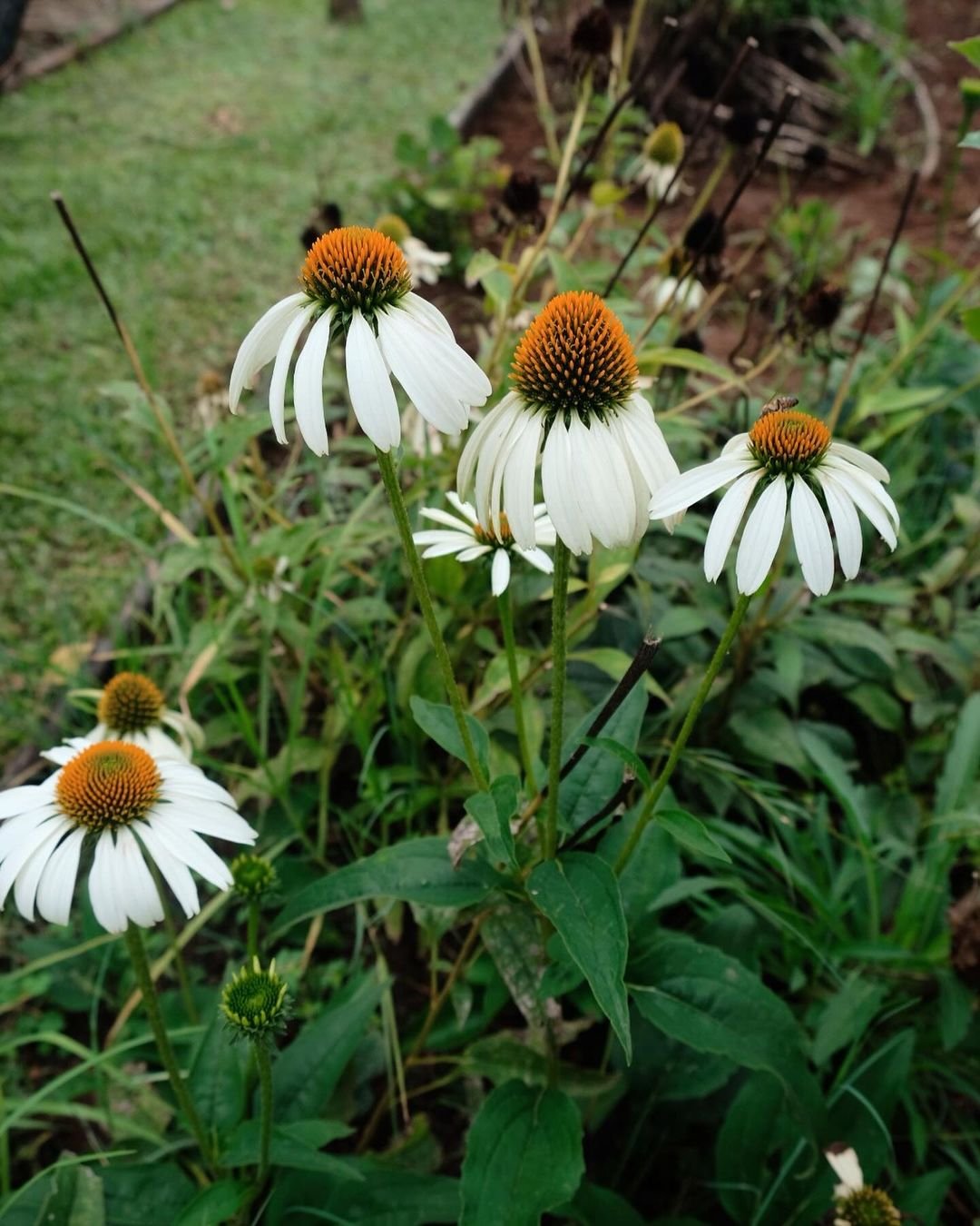 White Coneflower (Echinacea purpurea 'White Swan') - a cluster of white flowers with vibrant yellow centers.

