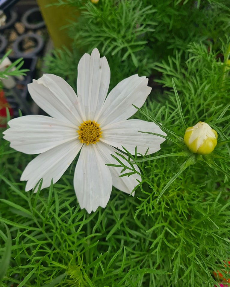 White Cosmos flower with a vibrant yellow center, showcasing the beauty of nature's contrast.

