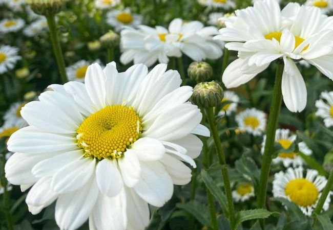 10 Stunning White Flowers with Yellow Centers