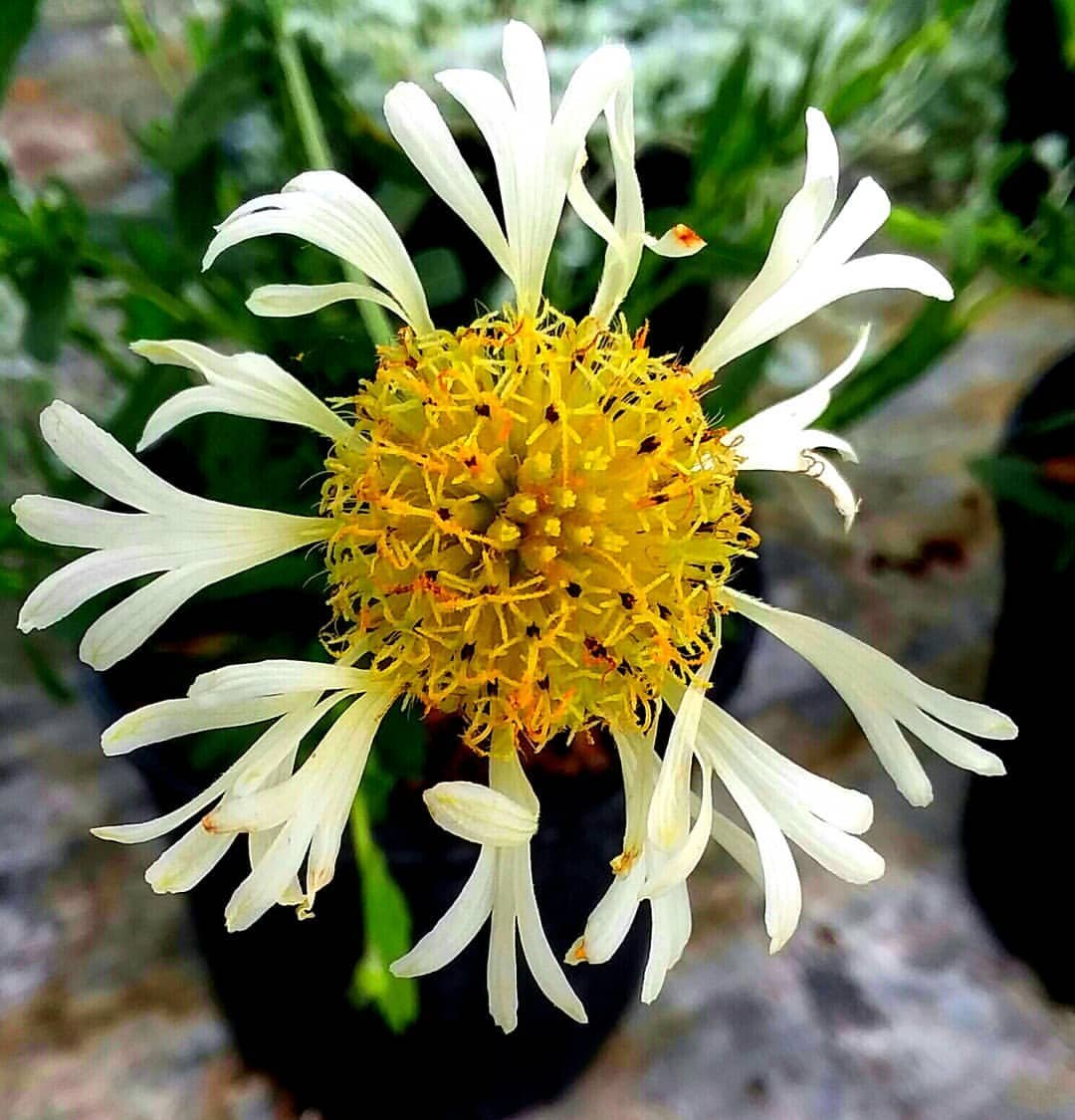 White Gaillardia flower with yellow centers in a pot.

