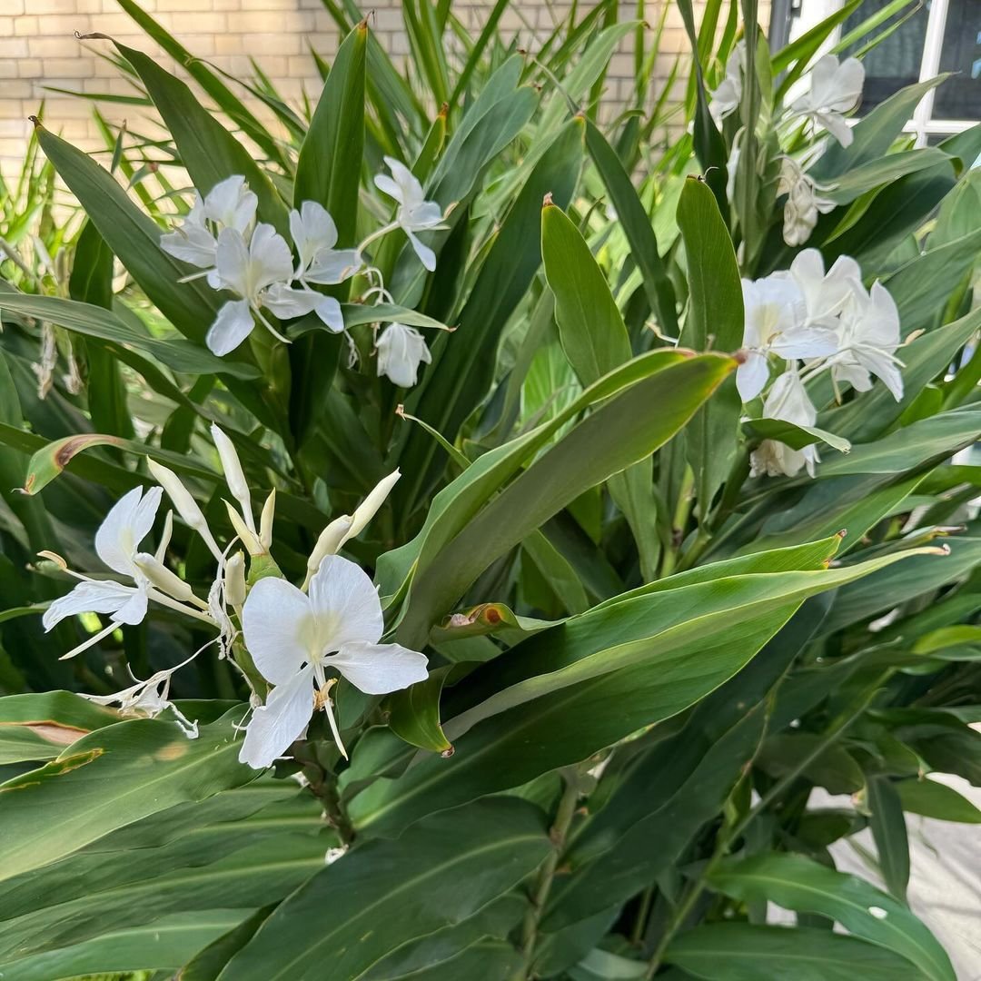  White Ginger plant with white flowers in front of a building.