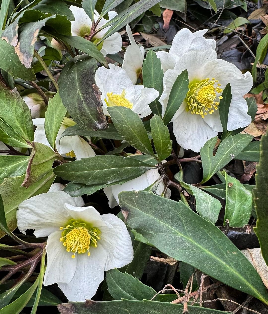 White Hellebore flowers with yellow centers blooming in the ground, creating a serene and elegant display.


