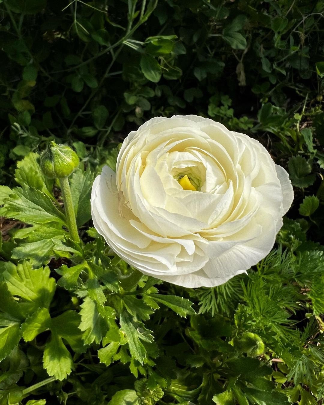 Beautiful White Ranunculus bloom surrounded by vibrant green leaves.
