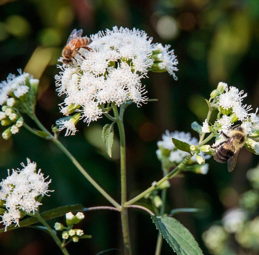 . Pair of bees gathering nectar from a white Snakeroot blossom.