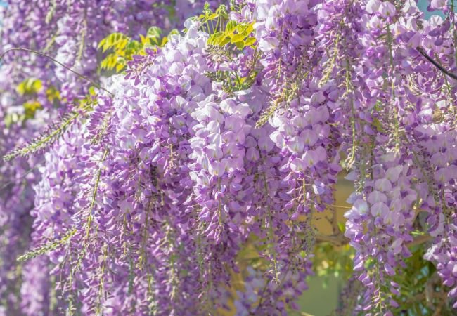 Wisteria Wonders: Tips for Cultivating Vibrant and Fragrant Blooms