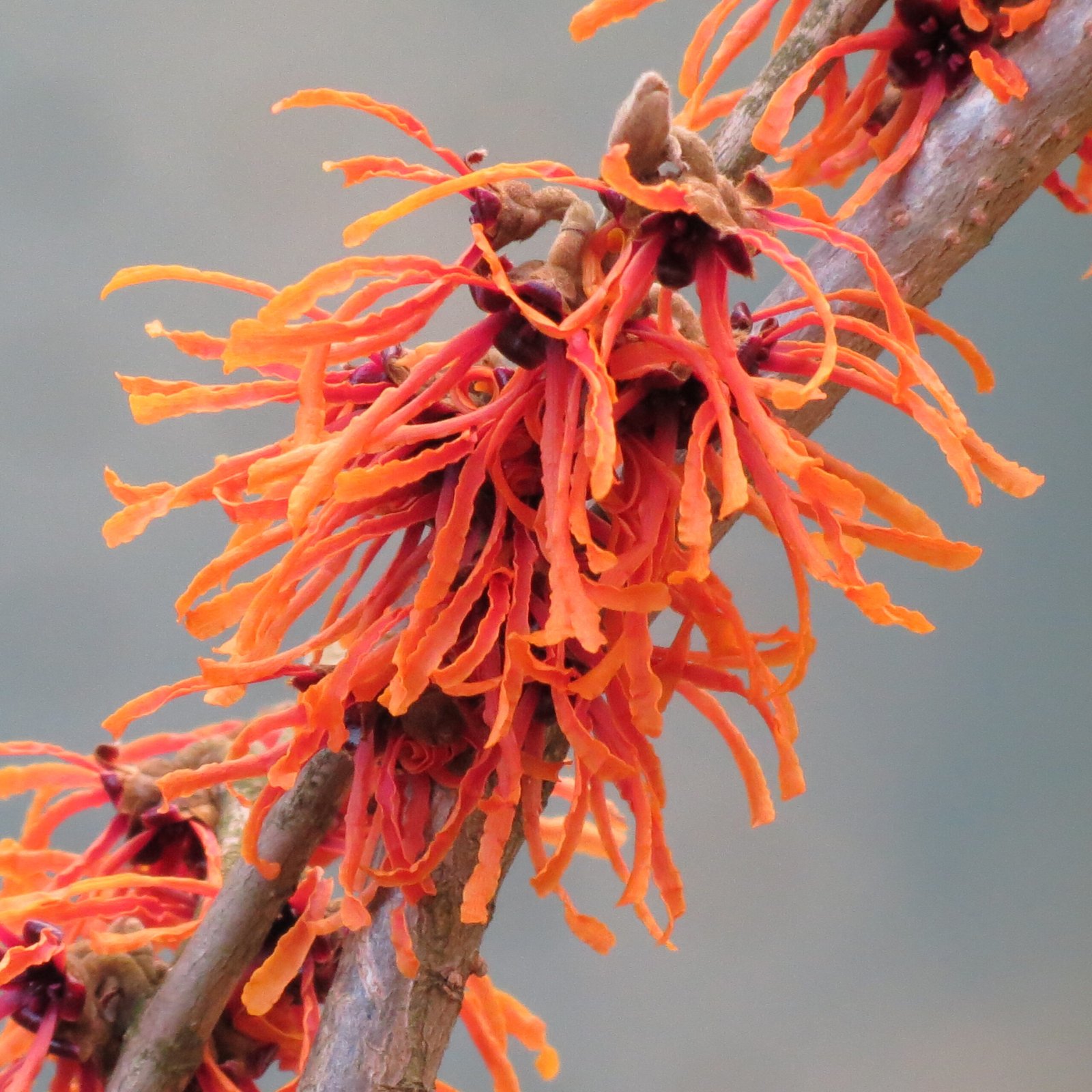  Close up of Orange Witch Hazel (Hamamelis x intermedia 'Jelena') flowers on a tree.
