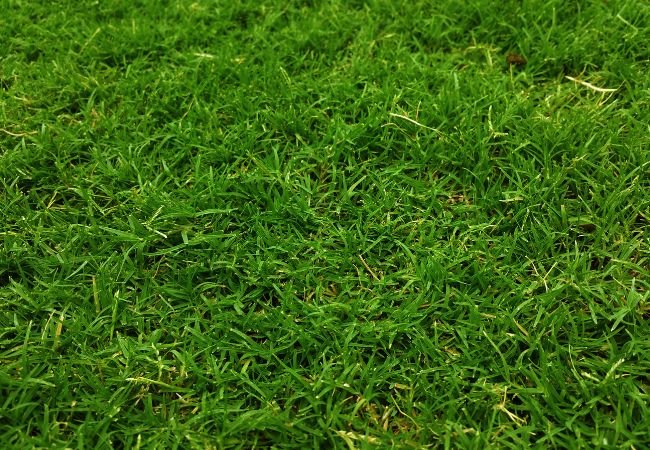 Zoysia Grass Lawns: A Step-by-Step Guide for Beginners