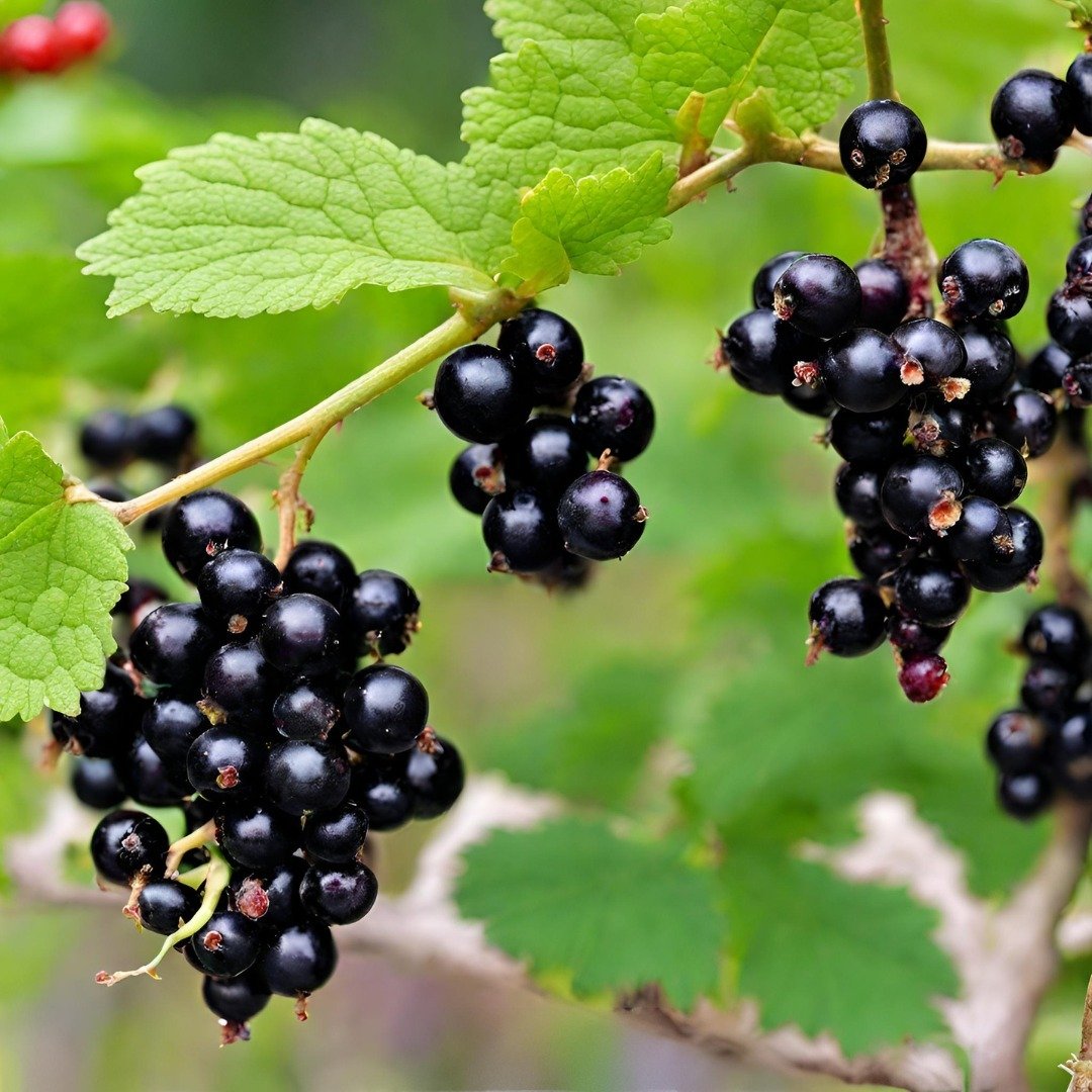 Black currants growing on a branch - a cluster of ripe, dark purple berries hanging from a leafy stem.