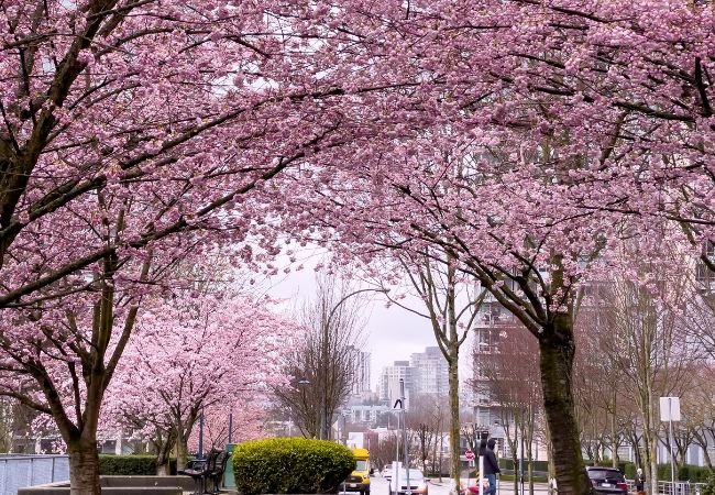 A picturesque street adorned with cherry blossom trees, their pink blossoms creating a stunning canopy, as people stroll along.