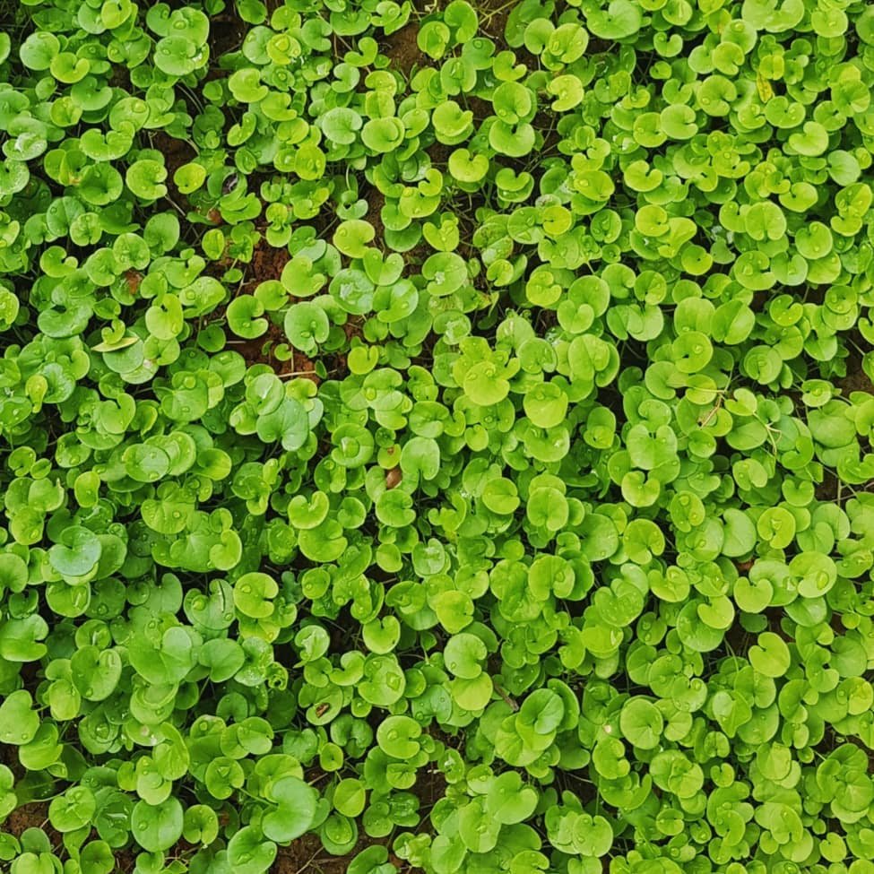 Close-up of small-leaved green dichondra lawn plant.