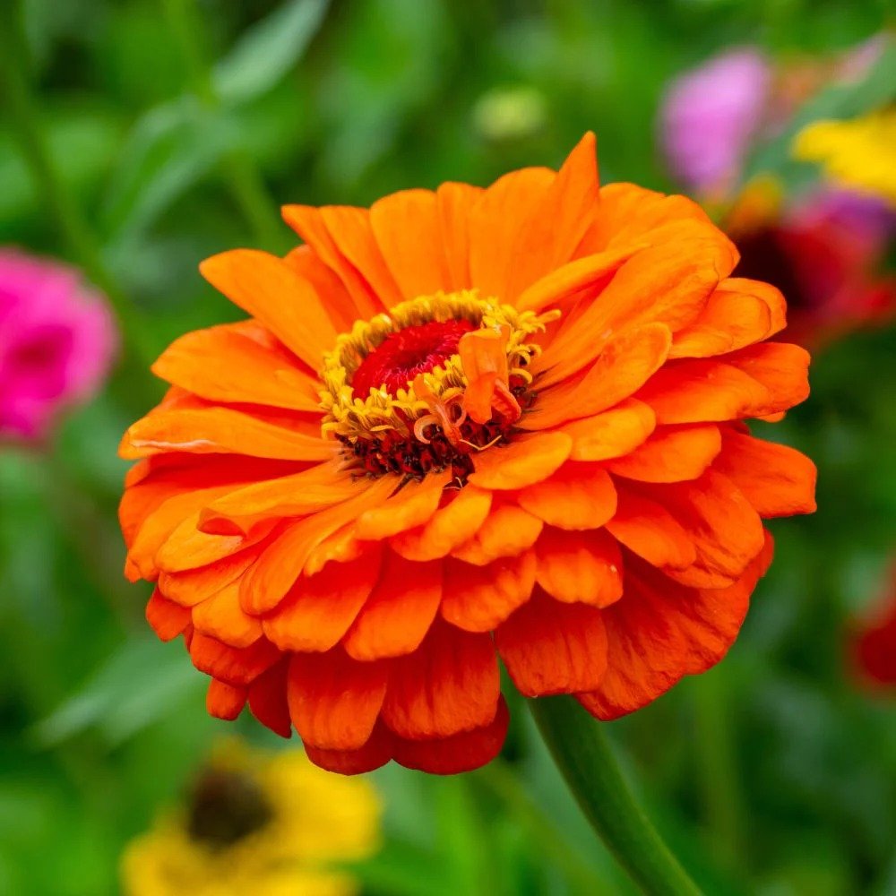 Orange Zinnia flower with yellow center blooming in a field.