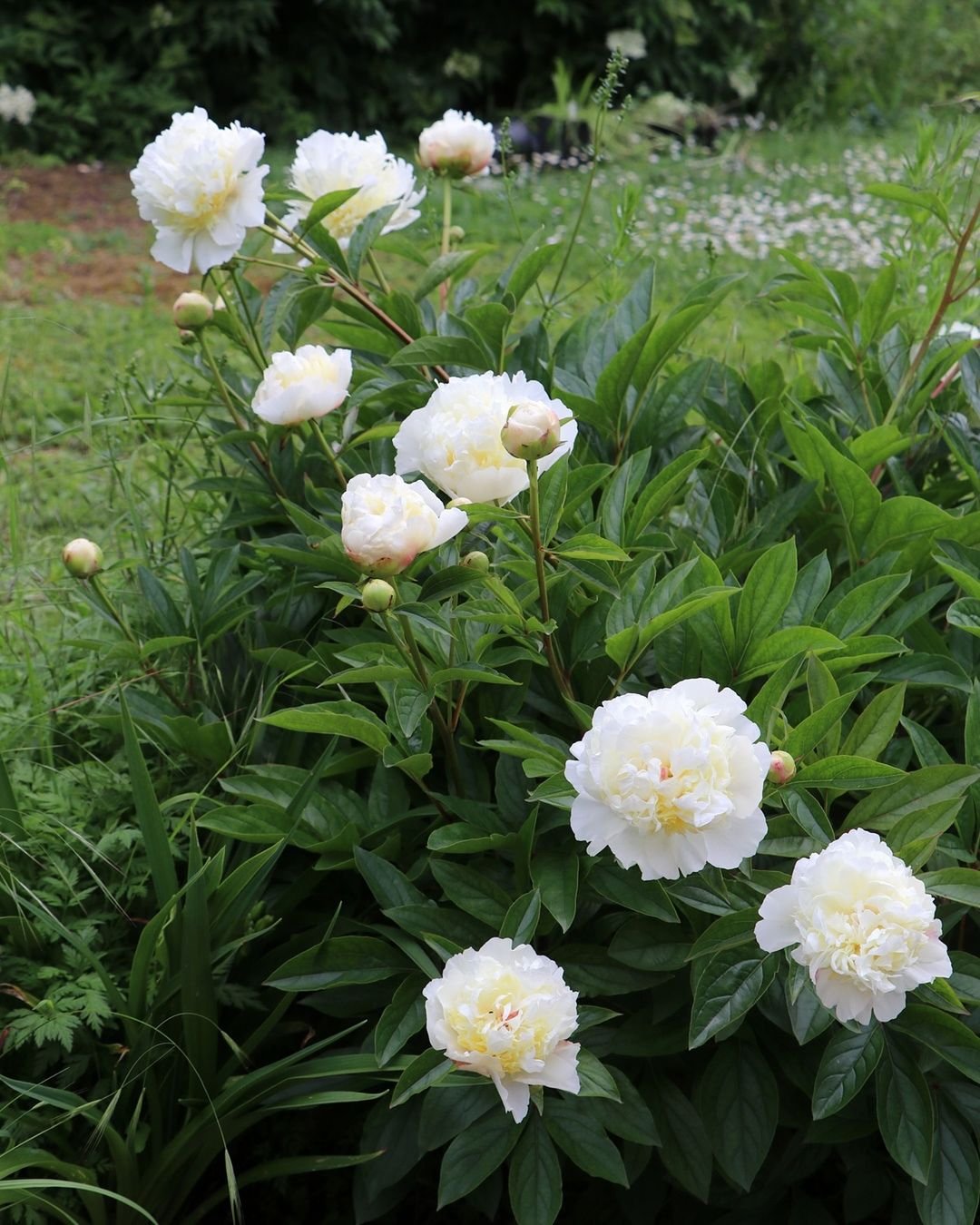 White peony flowers blooming in a garden.